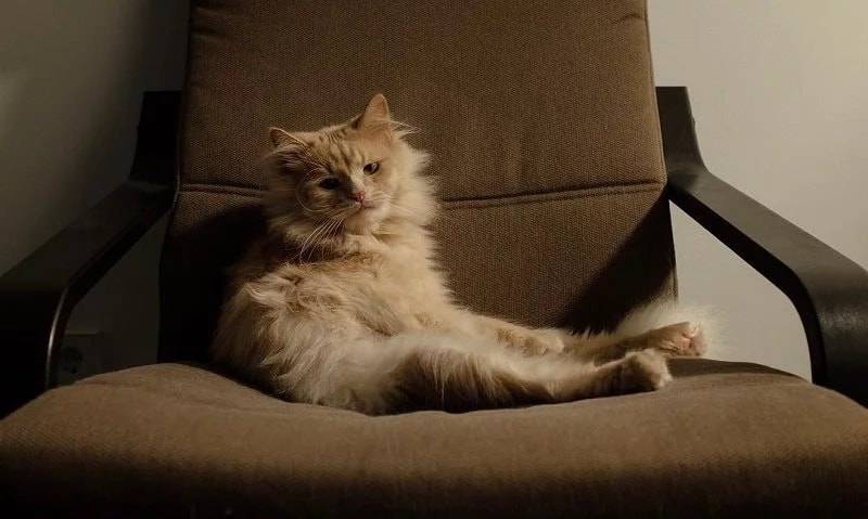 Вечно печальный кот Пончик стал популярным в Инстаграме