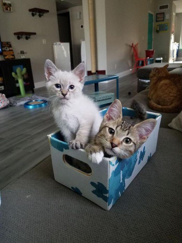 Без кота и жизнь не та