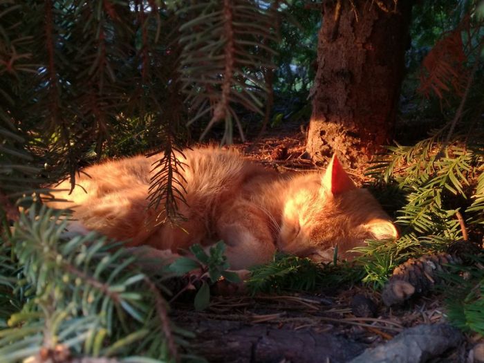 рыжий кот спит под елью
