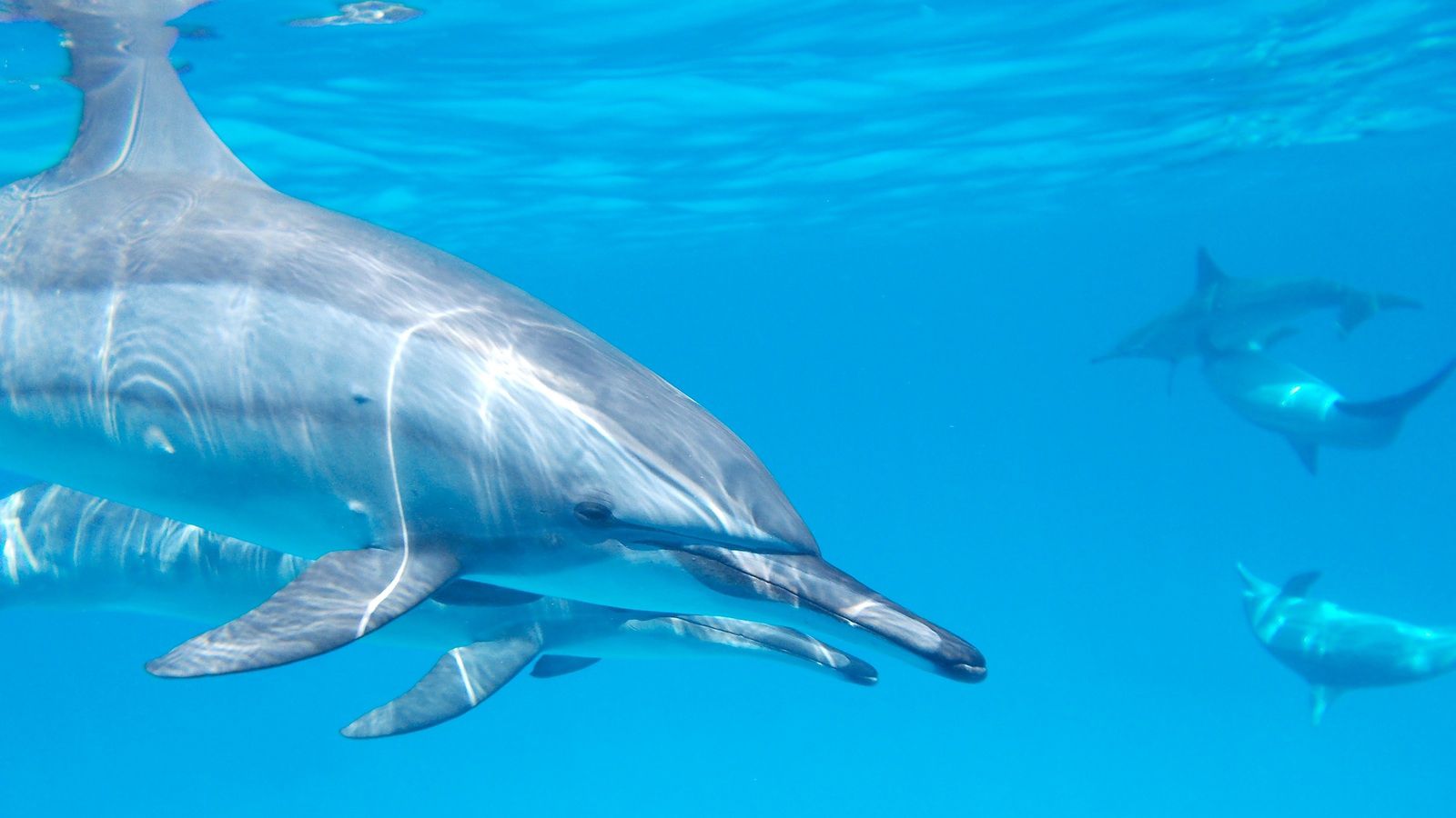 Спасатели продолжают поиски выброшенных в море севастопольских дельфинов