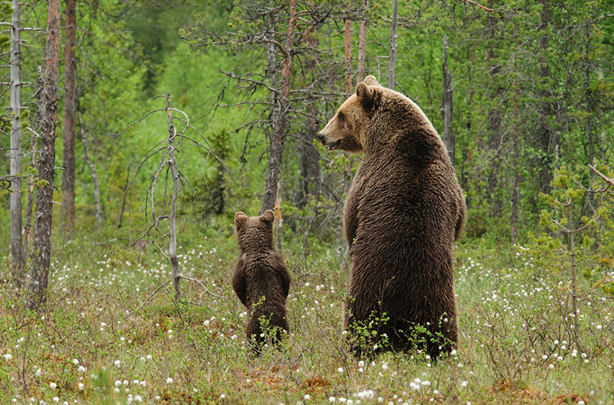 Фотографии самых симпатичных моментов воспитания у животных воспитания, малышей, много, животных, Например, Животное, жестоки, просто, способны, прокормить, решение, сводится, одному, здоровый, ребенок, слабых, Посмотрите, будем, грустном, одного