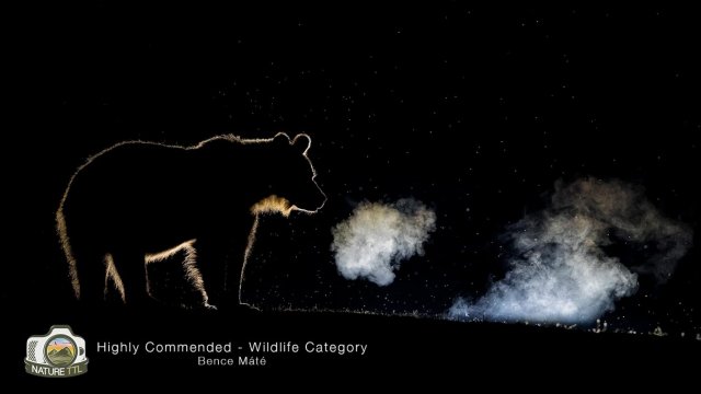 Победители конкурса на лучшую фотографию природы Nature TTL Photographer of the Year 2020