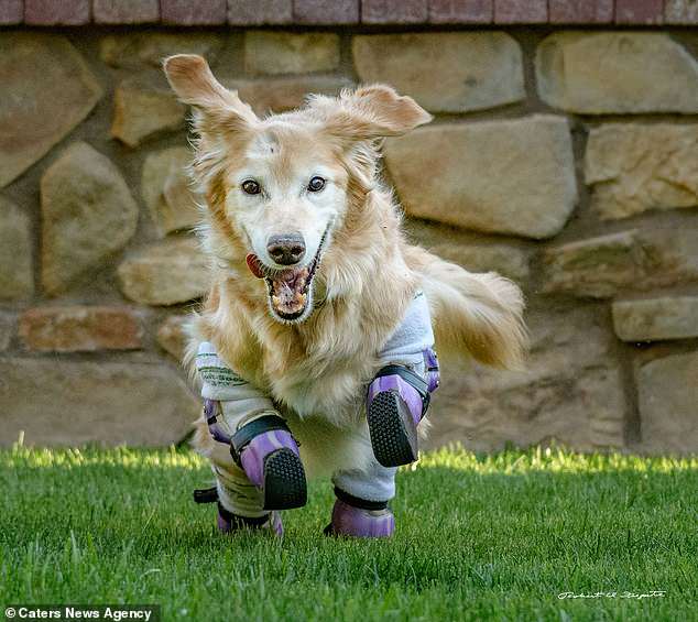 Золотистый ретривер потерял все четыре лапы, но теперь он помогает людям, потерявшим руки или ноги Золотистый ретривер потерял все четыре лапы, но теперь он помогает людям, потерявшим руки или ноги питомцы
