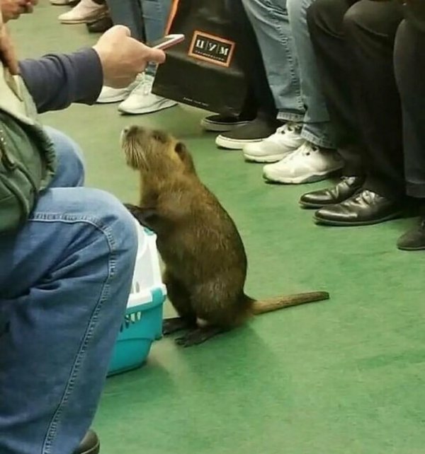 Чудаки и модники из метро  позитив,смешные картинки,юмор