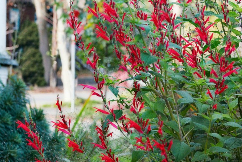 Salvia elegans Salvia elegans