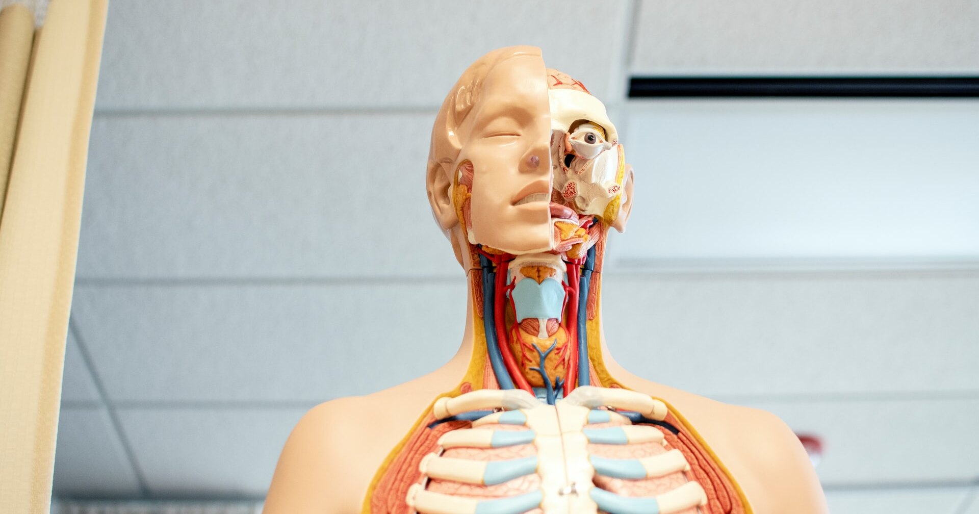Сколько всего органов в человеческом теле?
