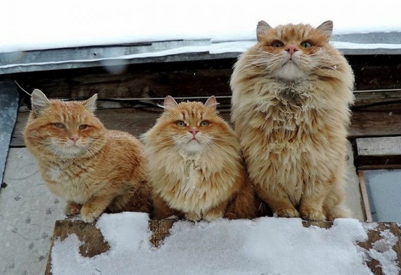 Зимние позитивные животные