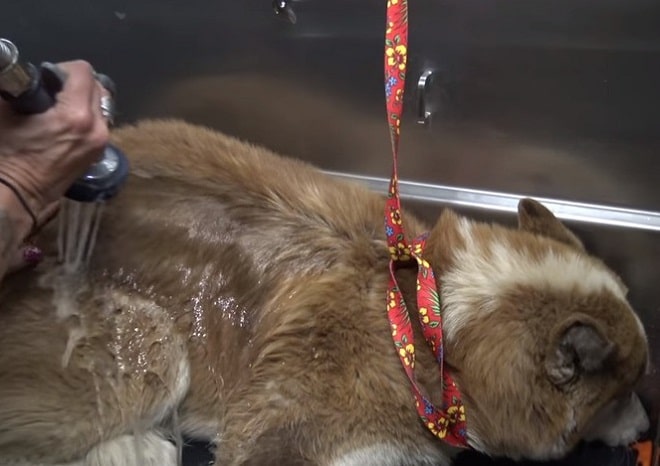 Собаку моют