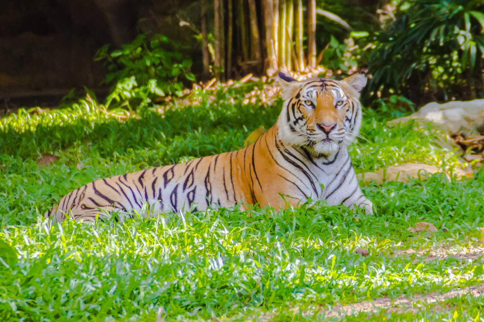Индокитайский тигр (Panthera tigris corbetti)
