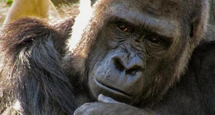Чтобы молодая мать смогла передохнуть, юная горилла решила понянчить ее ребенка