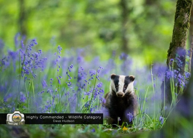 Победители конкурса на лучшую фотографию природы Nature TTL Photographer of the Year 2020