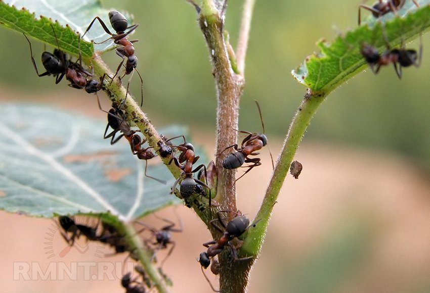 Борьба с муравьями или как избавиться от муравейников