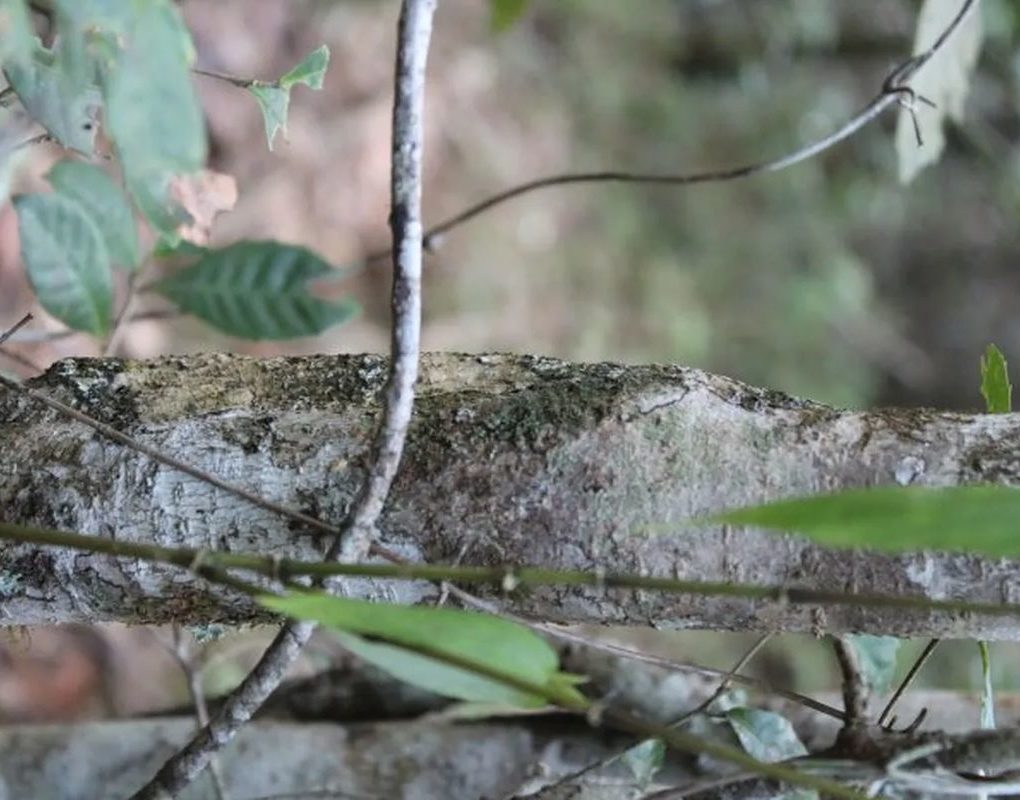 Мадагаскарский геккон — уникальный мастер маскировки