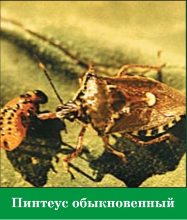Пинтеус обыкновенный пинтеус обыкновенный