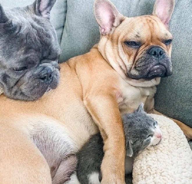 Собаки лежат