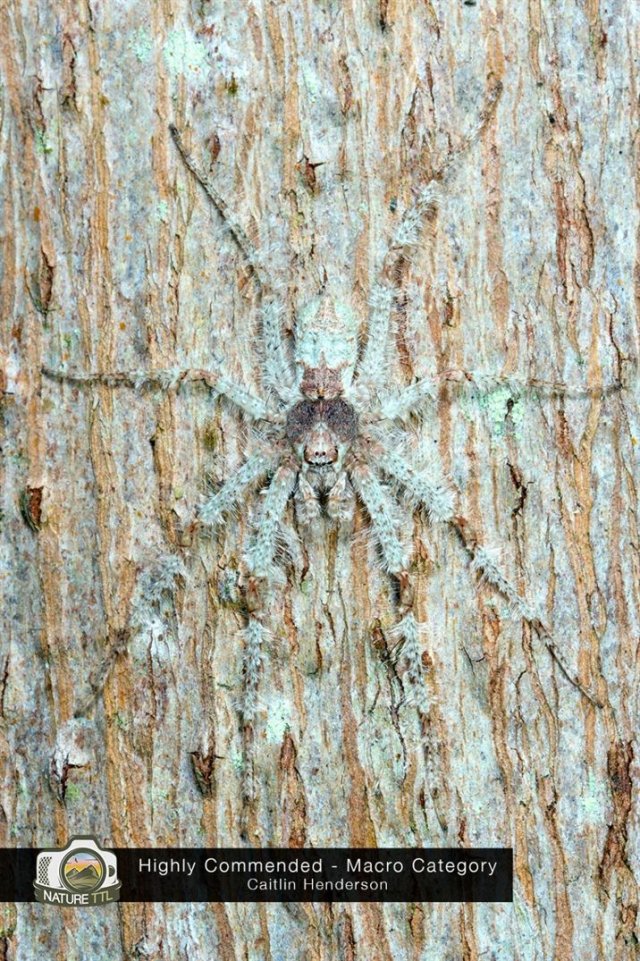 Победители конкурса на лучшую фотографию природы Nature TTL Photographer of the Year 2020 конкурсы,фотографии