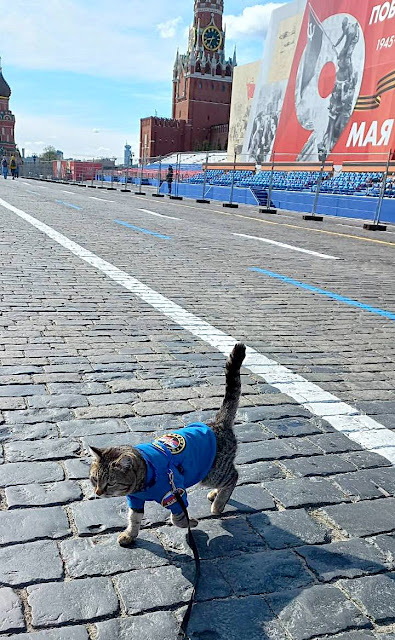 кот семен из пожарной части