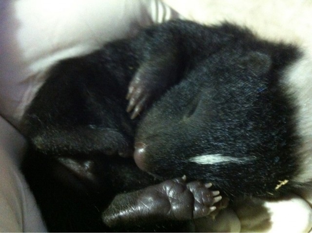 Броненосец, трубкозуб, летучие мыши и еще 17 животных Броненосец, трубкозуб, летучие мыши и еще 17 животных