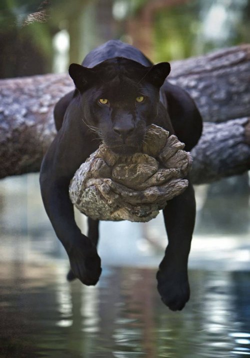 Пантеры ─ это просто огромные чёрные кошки