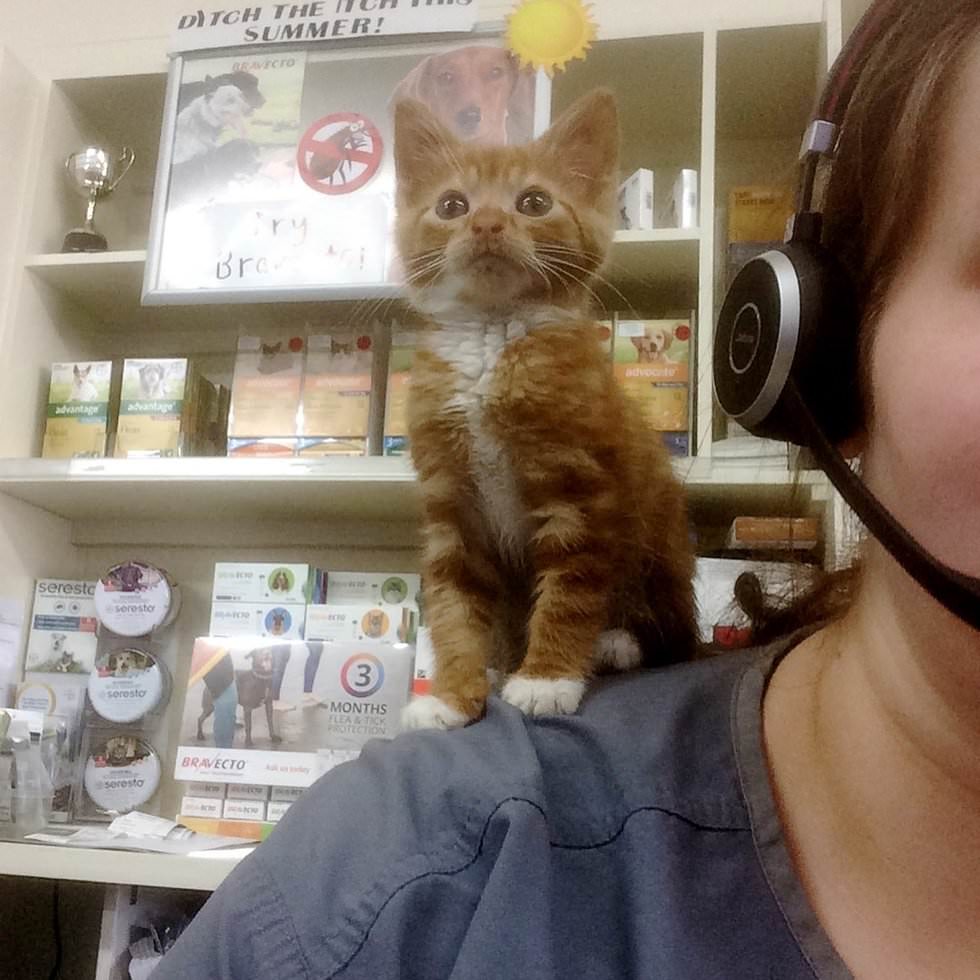 Рыжий котенок, который никогда не вырастет в большого кота, все равно счастлив в своей семье Рыжий котенок, который никогда не вырастет в большого кота, все равно счастлив в своей семье картинки