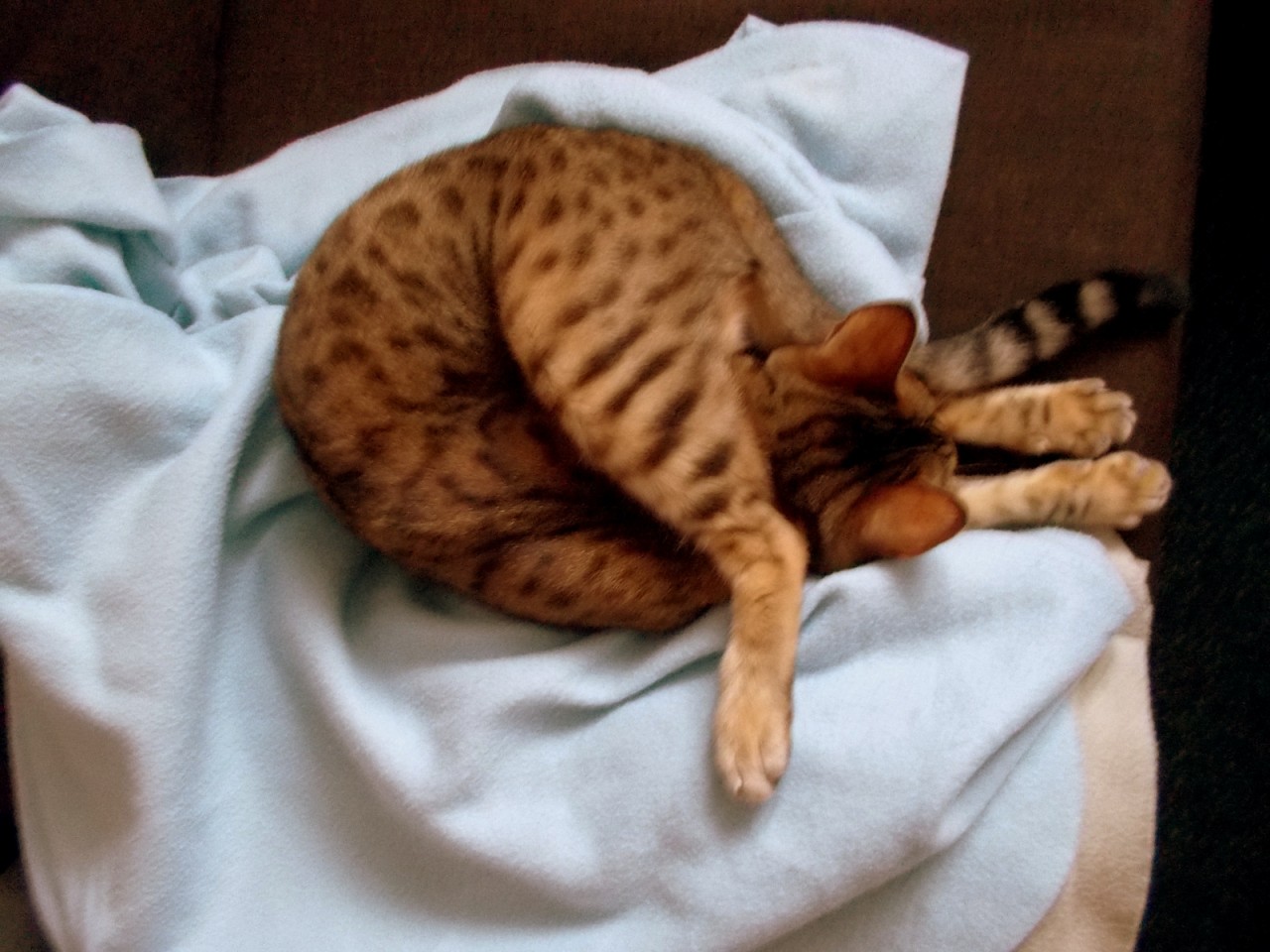 Почему неудобно спать. Спящий кот. Кот в смешной позе. Красивые позы кошек. Смешные коты спят.
