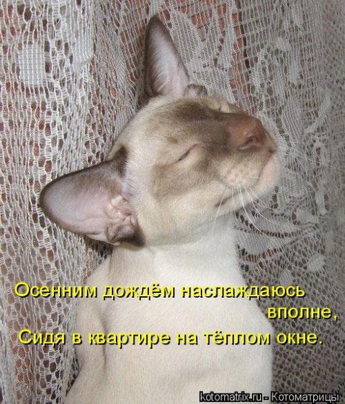 Лучшая котоматрица недели прикольные картинки