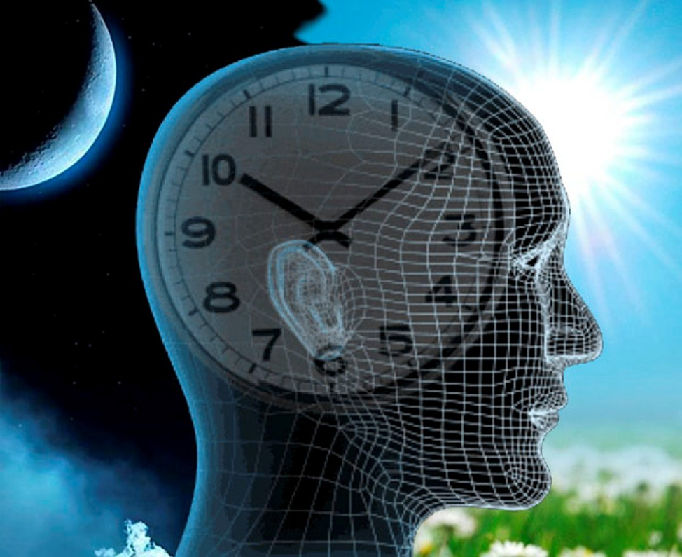 Интересные факты о биологических часах биологические, которые, вечером, часов, минут, время, спать, света, разница, могут, заснуть, происходит, Перед, жаворонков, просыпаются, период, которому, биоритмов, просто, исследования