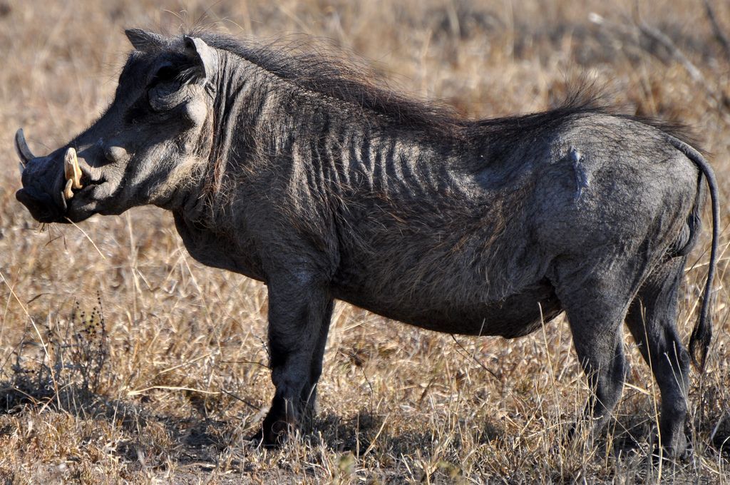 Бородавочник (Phacochoerus africanus) - черноватая или коричневатая свинка