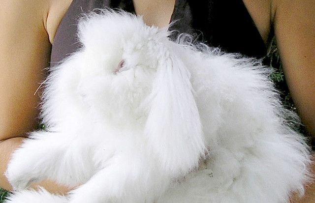 Ангорский кролик (Angora rabbit)