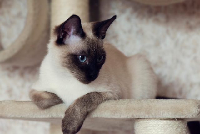 Голубоглазое чудо из Сиама — особенности сиамских кошек кошек, кошки, только, сиамских, поэтому, сиамские, может, представители, следует, порода, людей, поведение, относятся, питомец, хвостом, обладают, считают, сиамов, такие, сиамцы