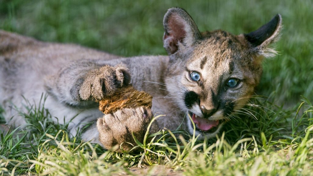 Ученые определили 5 самых опасных кошек в мире