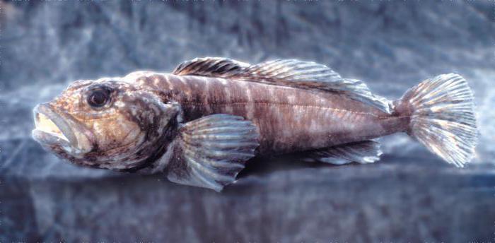 Байкальская рыба: список, описание