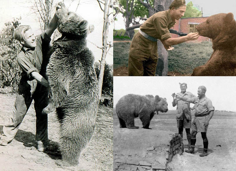 Поразительная история медведя, воевавшего во Второй мировой войне