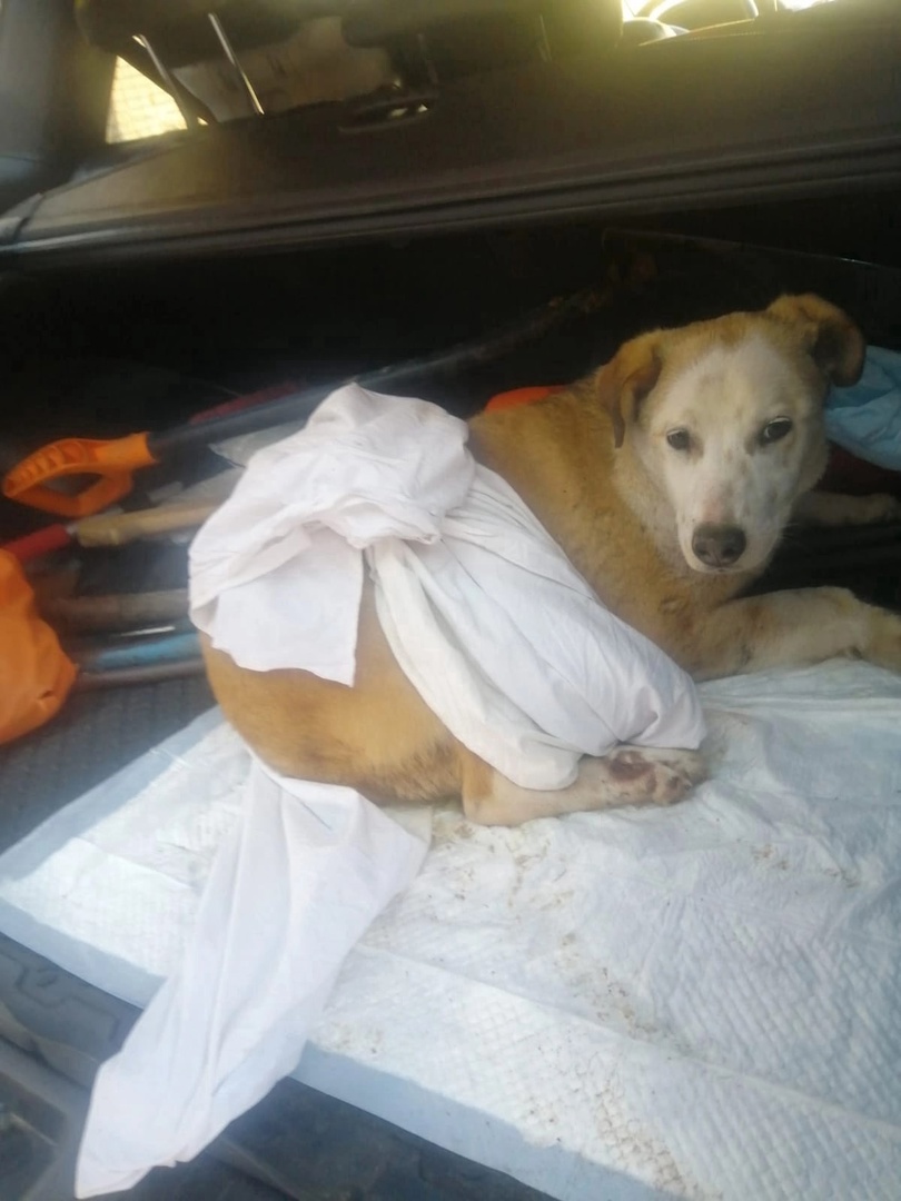 В Тверской области из-под земли достали раненую собаку