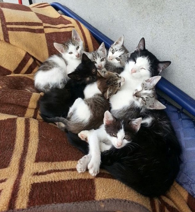 Кошачьи семьи в фотографиях