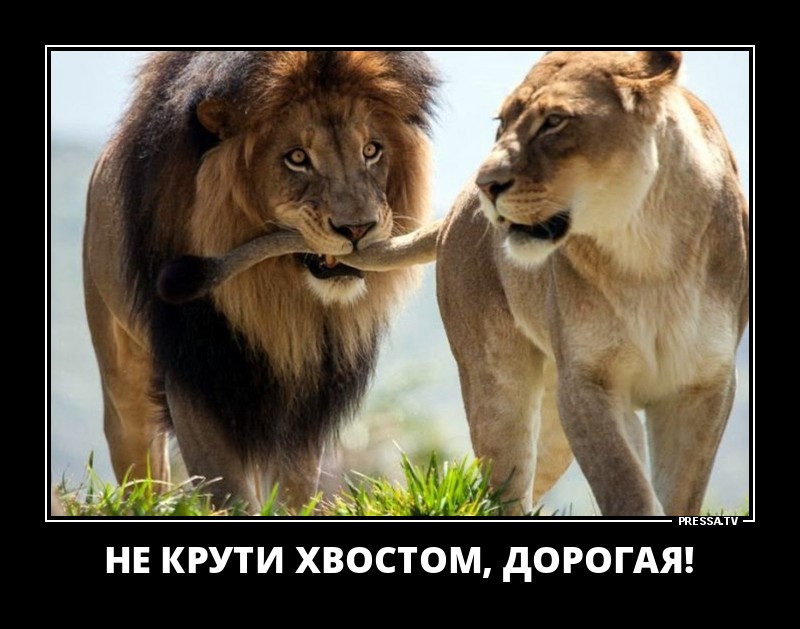 Картинки с надписями про львов и львиц