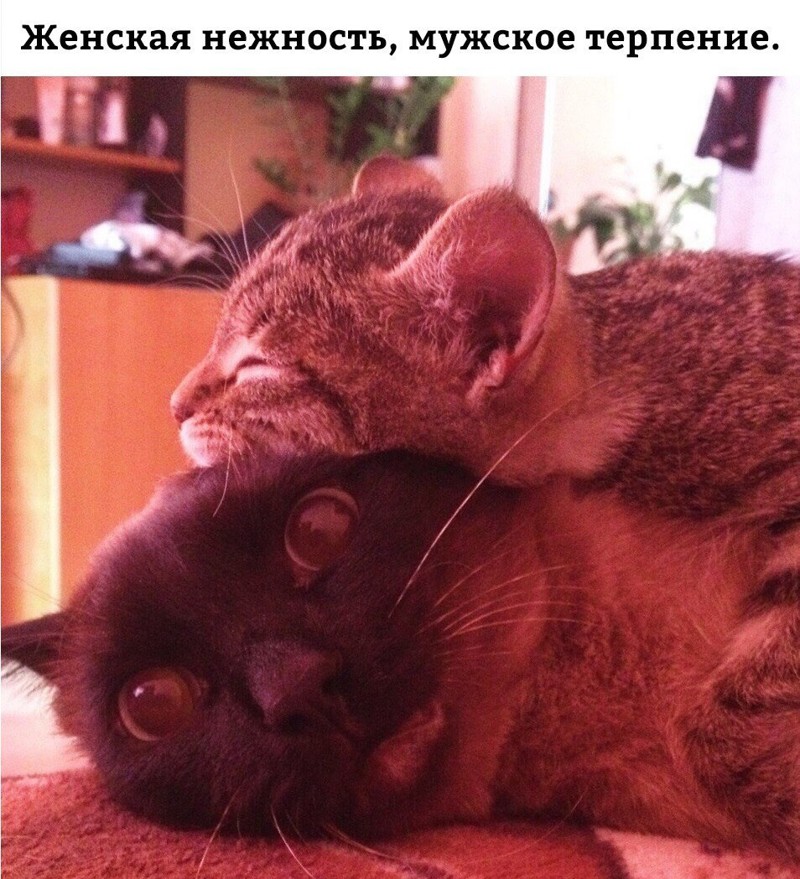 Смешные комментарии и высказывания из социальных сетей высказывания, комментарии, прикол