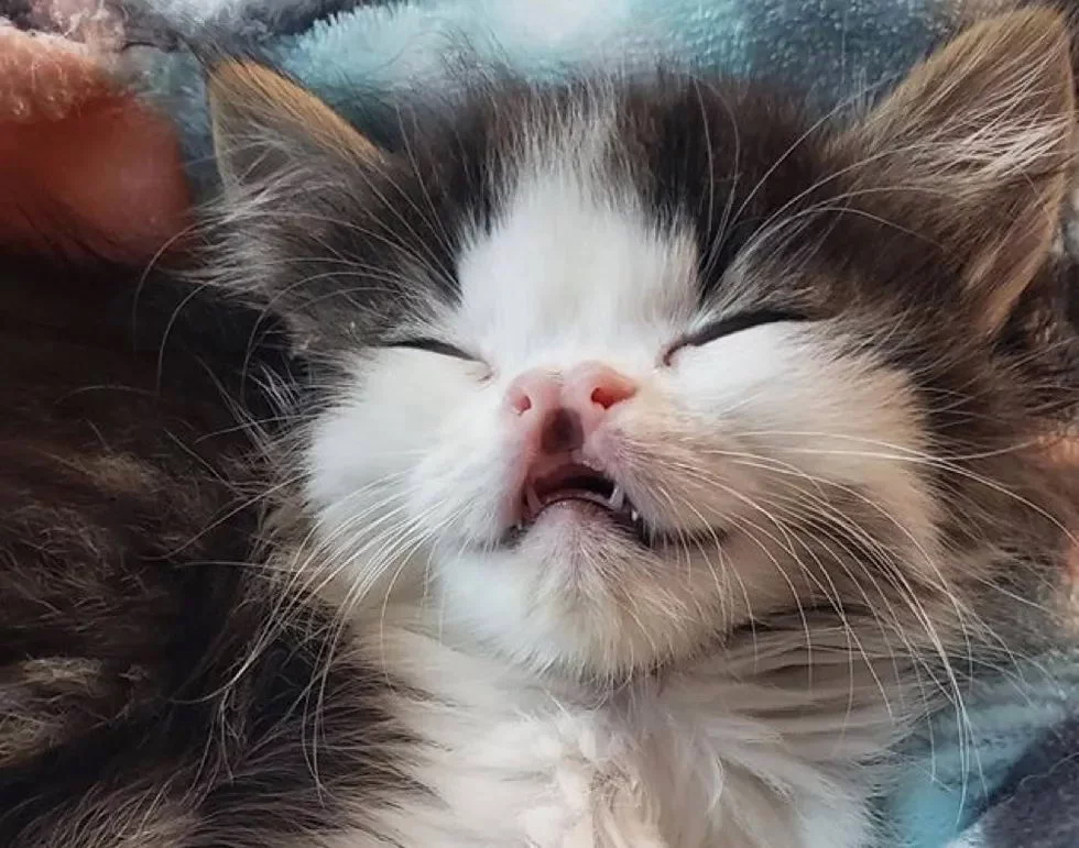 Без кота и жизнь не та
