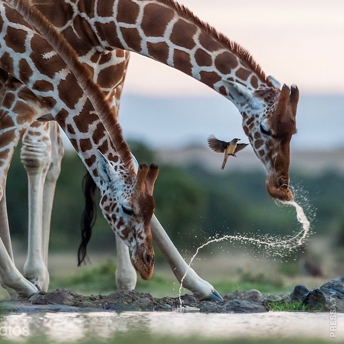 Победители конкурса "The National Geographic Instagram" 