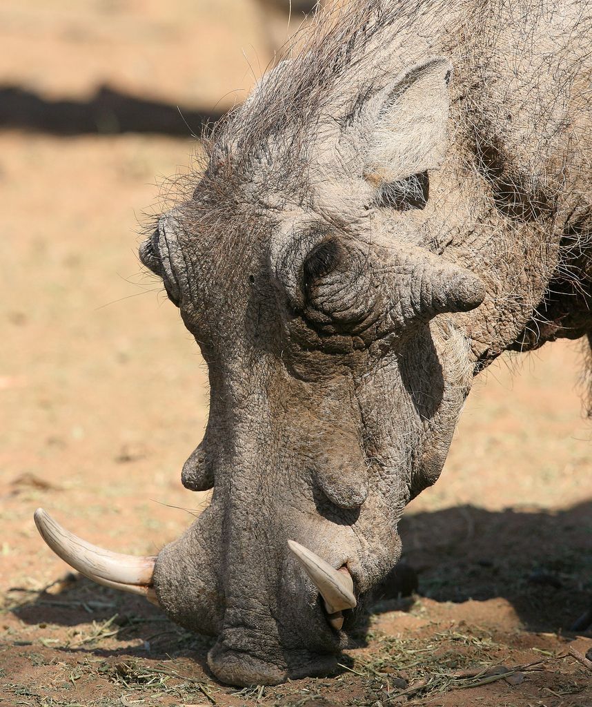 Бородавочник (Phacochoerus africanus) - черноватая или коричневатая свинка