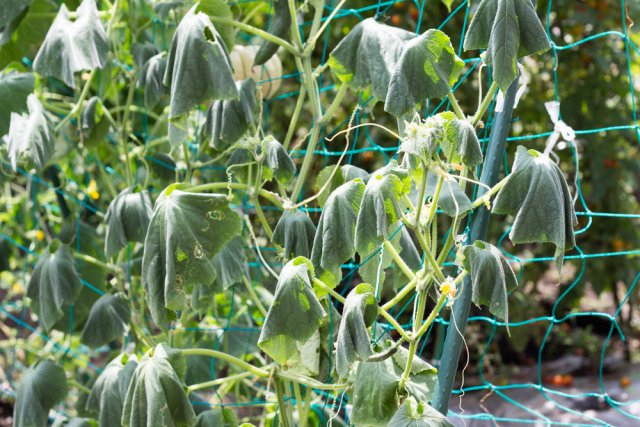 Как вырастить вкусные огурцы – раскрываем секреты опытных огородников огород,огурцы