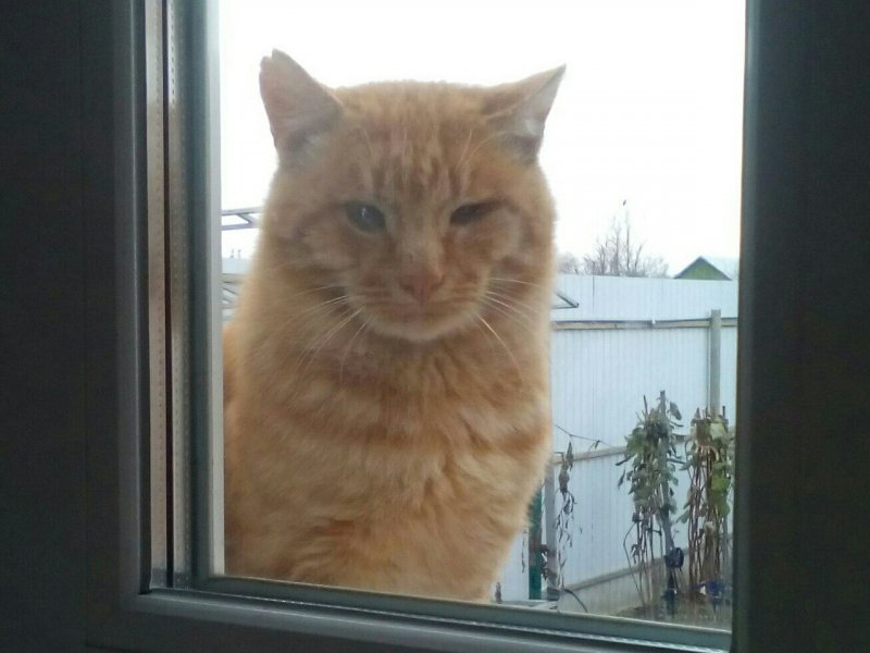 Тощий больной кот постоянно подходил к окну и смотрел, как живут люди кот, кошка, рыжий кот