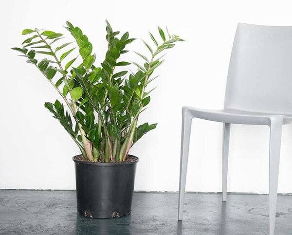 Замиокулькас — растение, которое классно смотрится в интерьере. Иллюстрации для статьи взяты с интернета