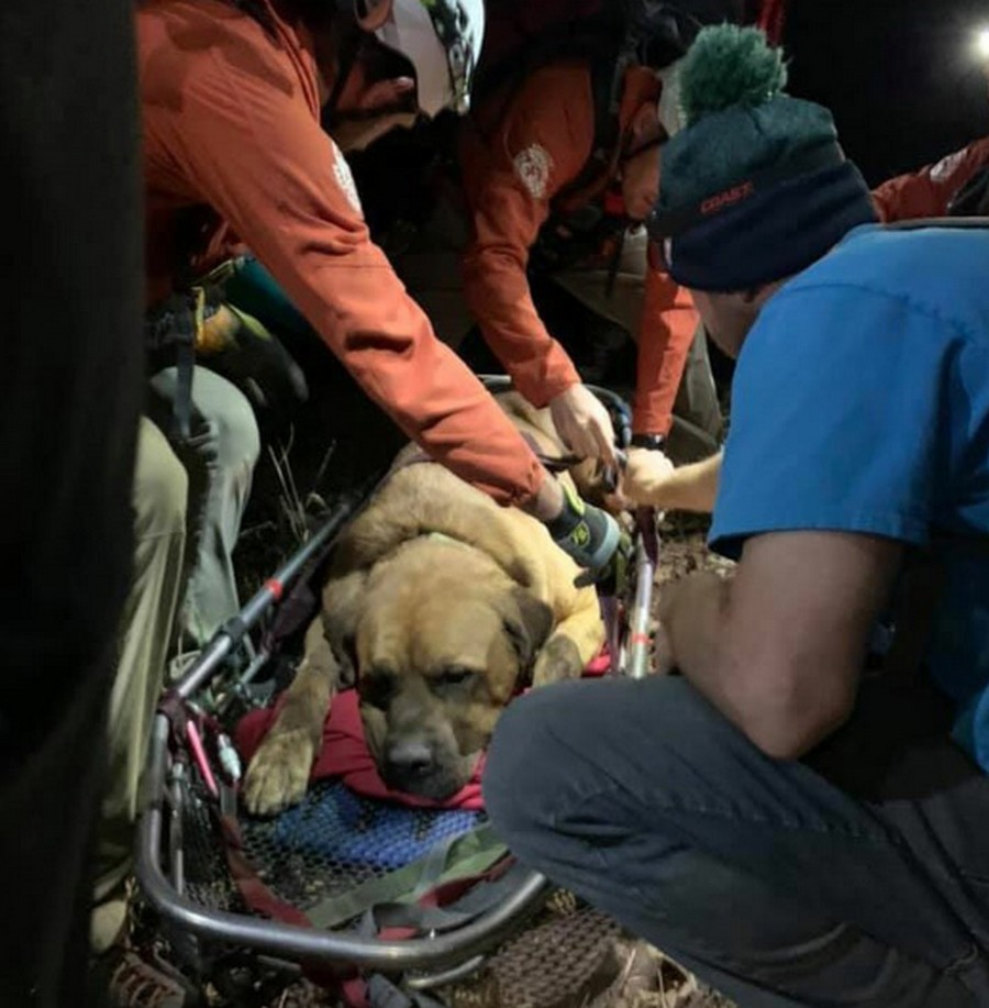 Спасательный отряд спустил с горы пострадавшую собаку горы,путешествие,спасение собаки,туризм