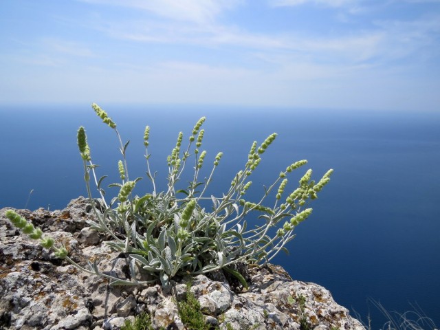 Железница крымская (Sideritis taurica)