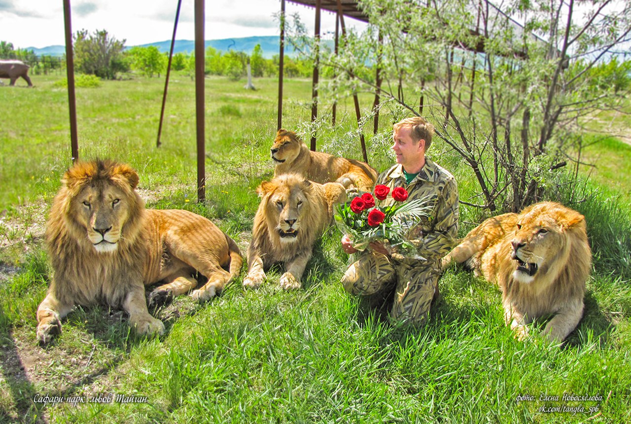 Короля львов вытесняют из Крыма.