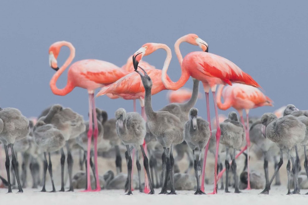 Красный фламинго (Phoenicopterus ruber) 