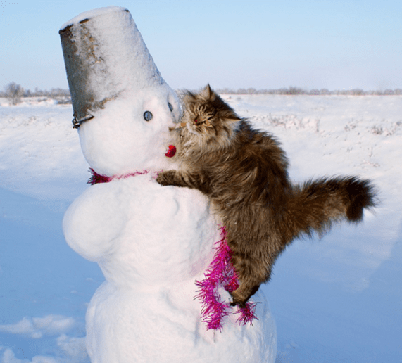 Коты ждали весну но вернулась зима картинки