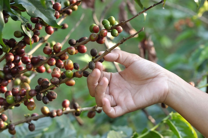 Напиток получается из жареных и перемолотых зёрен кофейного дерева.
