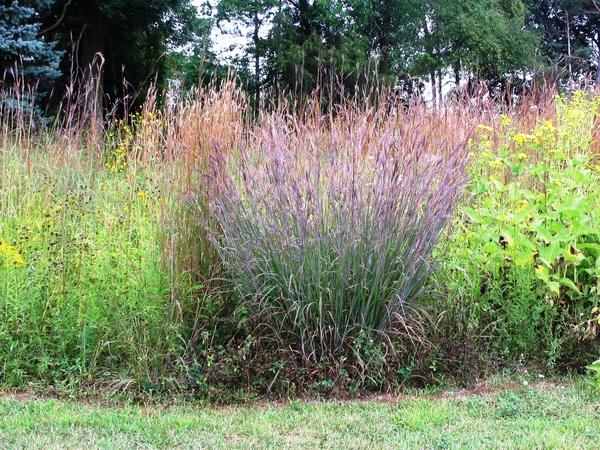 Бородач Жерара. Фото с сайта michiganwildflowerfarm.com Бородач Жерара. Фото с сайта michiganwildflowerfarm.com